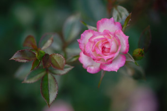 Картинка цветы розы роза