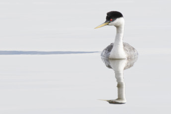 Картинка животные Чомги+ поганки плывёт