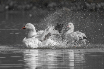 Картинка животные гуси брызги