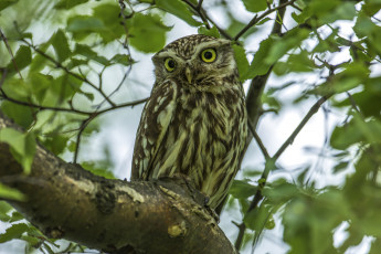 Картинка животные совы сова