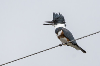 Картинка животные зимородки зимородок