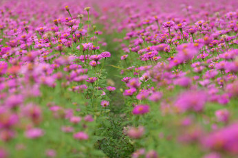 Картинка цветы цинния розовые