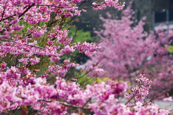 Картинка цветы сакура +вишня