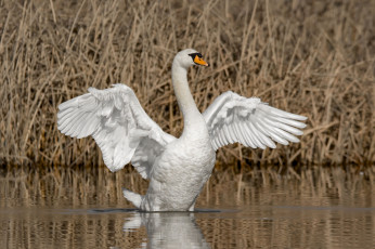 Картинка животные лебеди лебедь
