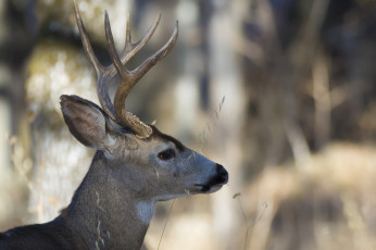 Картинка животные олени олень