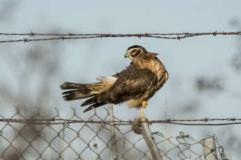 Картинка животные птицы+-+хищники птица