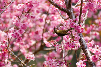 Картинка животные птицы птица
