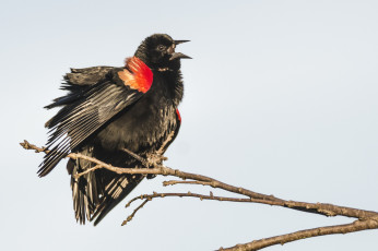 Картинка животные птицы птица