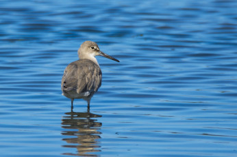 Картинка животные птицы вода