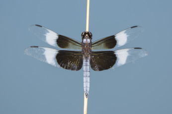 Картинка животные стрекозы стрекоза