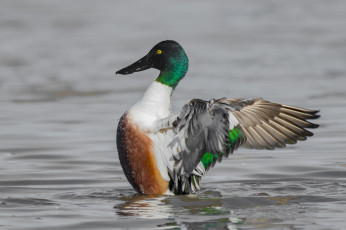 Картинка животные утки утак