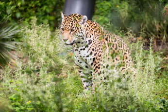 Картинка животные Ягуары отдых природа животное ягуар