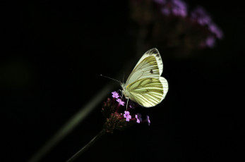 Картинка животные бабочки +мотыльки +моли макро