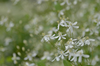 Картинка цветы луговые+ полевые +цветы белые