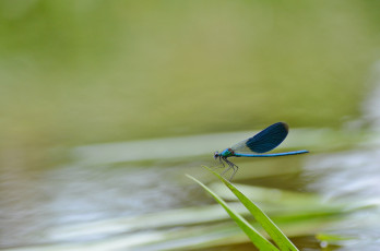 Картинка животные стрекозы стрекоза