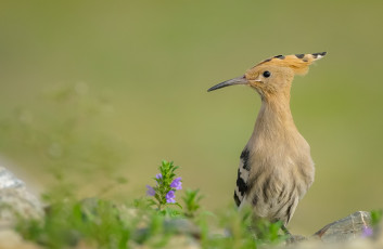 Картинка животные птицы перья птица окрас