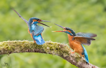 Картинка животные зимородки