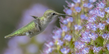 Картинка животные колибри