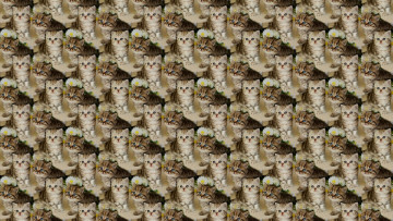 Картинка разное текстуры фон текстура котёнок малыш