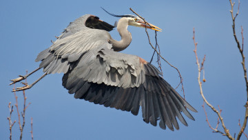 Картинка животные цапли +выпи птица