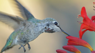 Картинка животные колибри