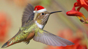 Картинка животные колибри