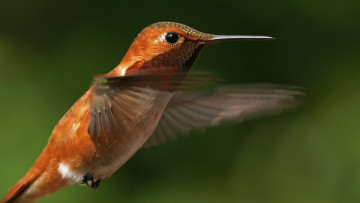 Картинка животные колибри