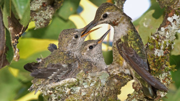 Картинка животные колибри