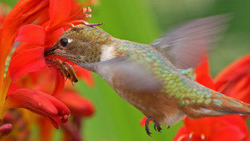 Картинка животные колибри