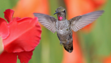 Картинка животные колибри