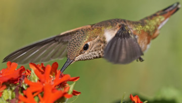 Картинка животные колибри