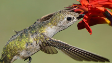 Картинка животные колибри птица
