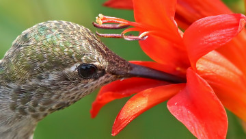 Картинка животные колибри птица