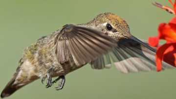 Картинка животные колибри птичка