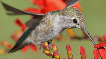 Картинка животные колибри птичка