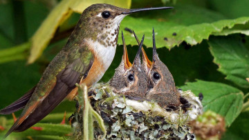 Картинка животные колибри птицы