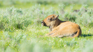 Картинка животные коровы +буйволы бычок