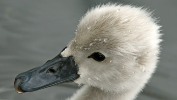 Картинка животные лебеди малыш