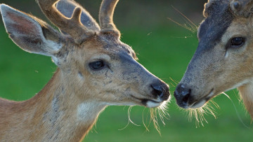 Картинка животные олени
