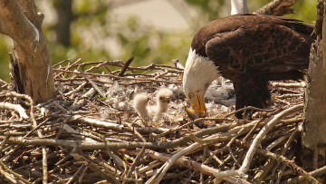 Картинка животные птицы+-+хищники гнездо