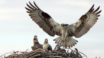 Картинка животные птицы+-+хищники гнездо