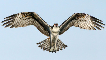 Картинка животные птицы+-+хищники крылья