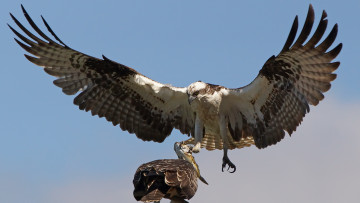 Картинка животные птицы+-+хищники крылья