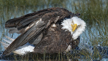 Картинка животные птицы+-+хищники купание