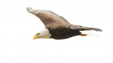 Картинка животные птицы+-+хищники орёл