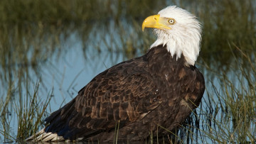 Картинка животные птицы+-+хищники орёл