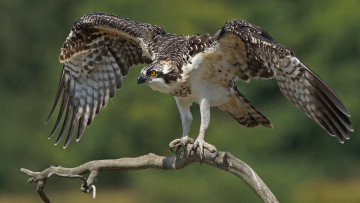 Картинка животные птицы+-+хищники орёл