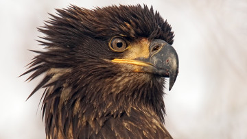 Картинка животные птицы+-+хищники портрет