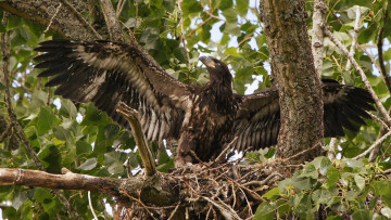 Картинка животные птицы+-+хищники птица