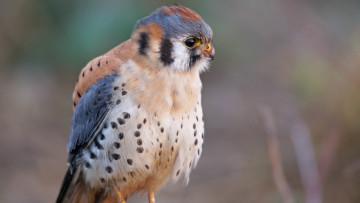 Картинка животные птицы+-+хищники птица